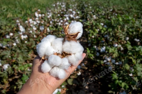 Preview: Cotton field agriculture (Turkey Izmir Foca)