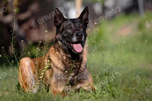 Preview: Relaxed Belgian Malinois Service Dog with Friendly Expression