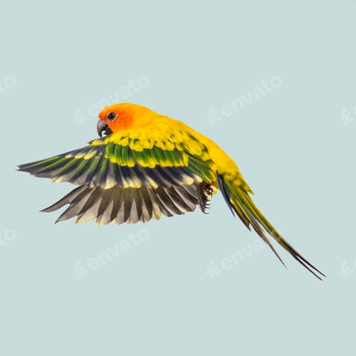 Preview: Sun conure parrot with spread wings, gliding against a serene light blue background