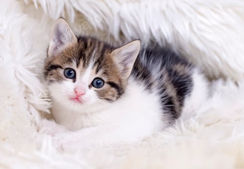 Preview: Pet animal; cute cat