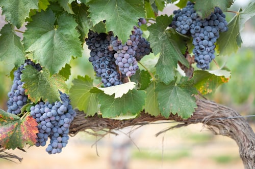 Preview: Vineyard with Lush, Ripe Wine Grapes on the Vine Ready for Harvest