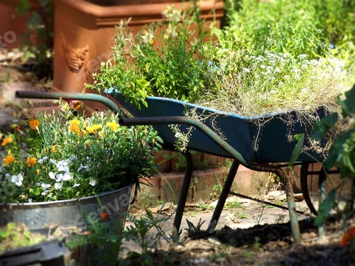 Preview: Springtime garden scene with upcycled wheelbarrow