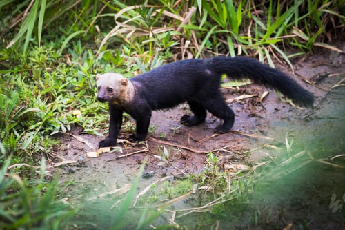 Preview: Tyra in the jungle at Mashpi Cloud Forest in the Choco Rainforest, Ecuador, South America