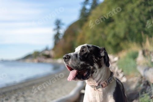 Preview: Happy great Dane dog enjoying a day at the beach