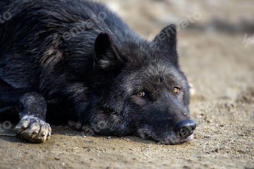 Preview: Black wolf sleep in forest. Wildlife scene from nature. Animal in the natural habitat