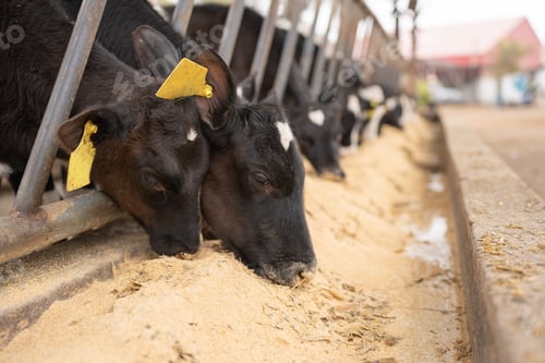 Preview: Stable with cattle eating from the troughs