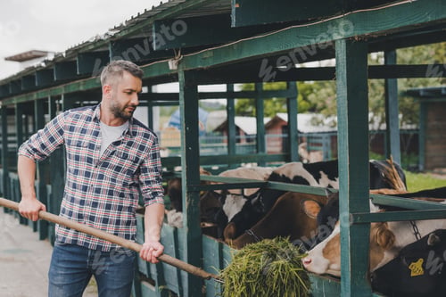 Preview: middle aged farmer in checkered shirt feeding cows with grass at ranch