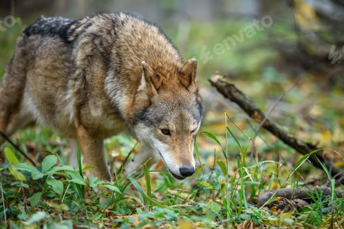 Preview: Close up wolf in autumn forest background