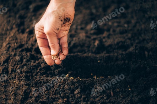 Preview: Hand growing seeds on sowing soil. Background with copy space. Agriculture, organic gardening