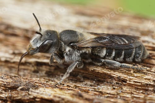 Preview: Lateral close up of the Viper's Bugloss Mason Bee , Hoplitis adunca on a wood