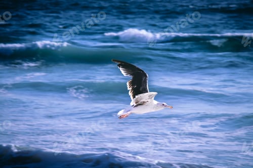 Preview: Majestic seagull soaring high above the tranquil shoreline, with crashing waves below