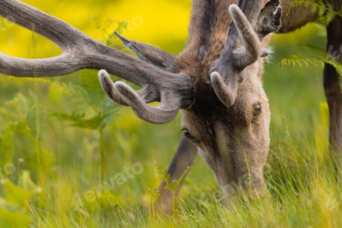 Preview: Closeup of a red deer stag with velvet antlers grazing in the meadow.