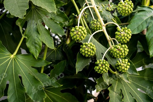 Preview: Green Clusters of Japanese Aralia (Fatsia japonica) Berries with Lush Tropical Foliage