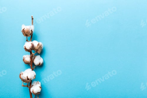 Preview: Autumn Floral composition. Dried white fluffy cotton flower branch top view