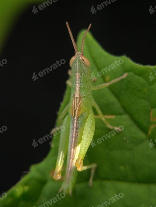 Preview: Grasshopper, nature background photo