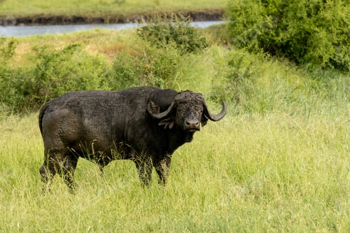 Preview: African buffalo, Syncerus caffer, standing in grass.