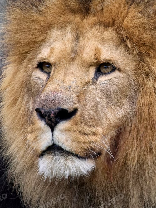 Preview: Lion (Panthera leo)