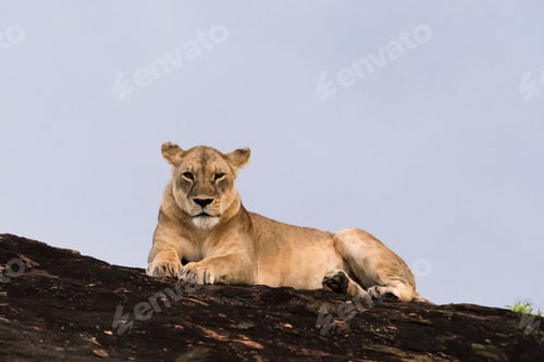 Preview: Lioness (Panthera leo) resting on a Kopje known as Lion Rock in Lualenyi reserve, Tsavo, Kenya