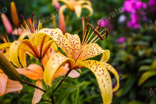 Preview: Wild orange tiger lilies in garden. Lilium lancifolium as wallpaper or background.