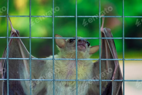 Preview: One bat on grill fence. Against the backdrop of green vegetation. View from the front. Vertical shot