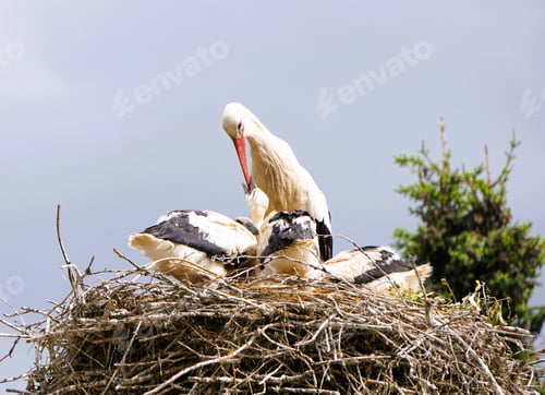 Preview: storks in the nest of a large tree, looking like they are having