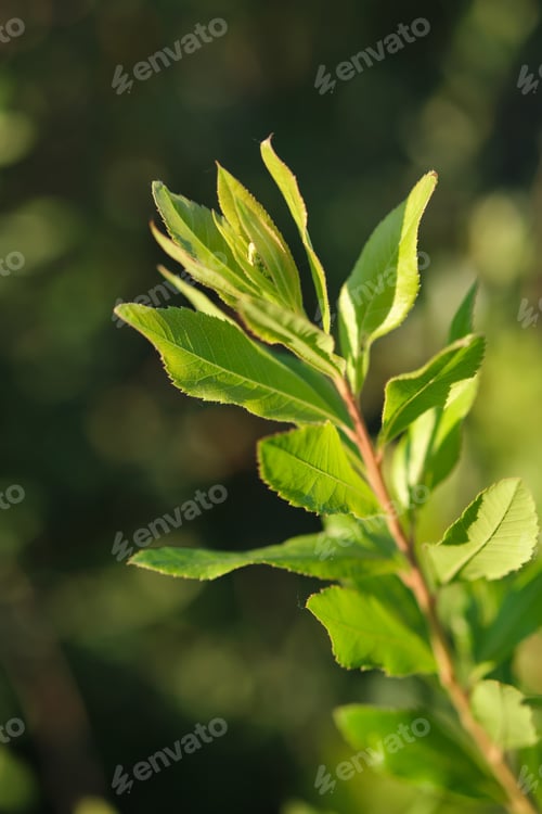 Preview: A branch with young leaves in natural conditions in spring.