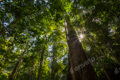 Preview: forest trees. nature green wood backgrounds