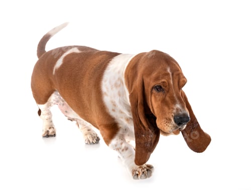 Preview: basset hound in studio