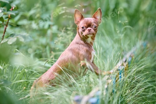 Preview: Alert chihuahua dog in lush greenery on sunny day