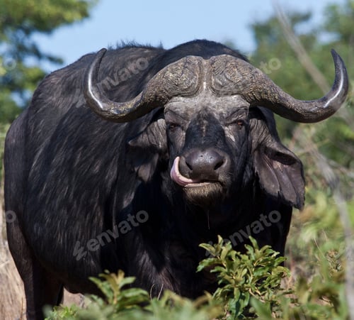 Preview: An African Buffalo (Syncerus caffer) in the Xakanaxa region of the Okavango Delta in Botswana.