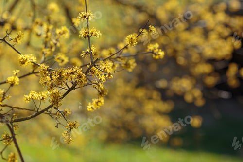 Preview: the early spring Cornelian cherry dogwood flower