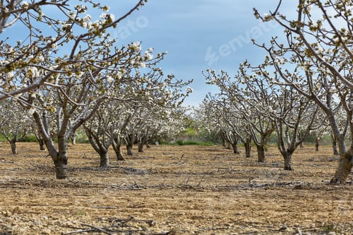 Preview: Flowering field of cherry trees in Catalonia