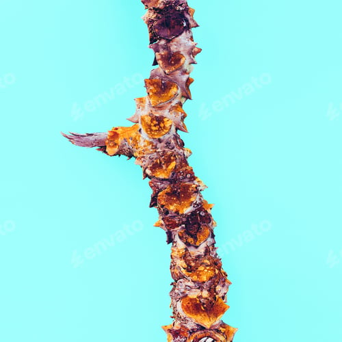 Preview: Spine Cactus Minimal Creative Idea