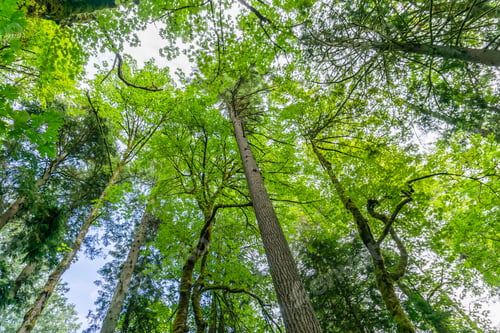 Preview: Beneath Trees At Priest Point Park In Olympia, Washington.