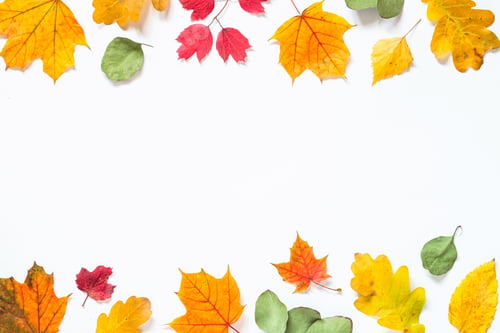 Preview: Autumn flat lay background with leaves on white