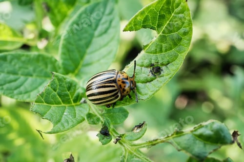 Preview: Colorado potato beetle on leaf in natural garden setting