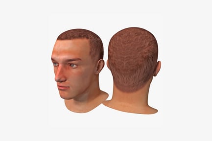 Preview: Comparative head views frontal and posterior