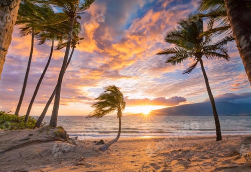 Preview: Palm grove at sunset