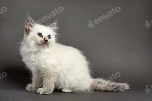 Preview: Cute fluffy kitten against gray background. Space for text