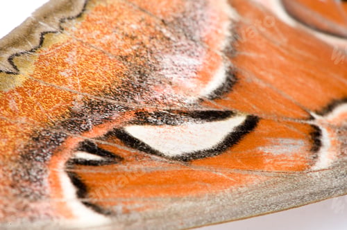 Preview: Attacus atlas moth