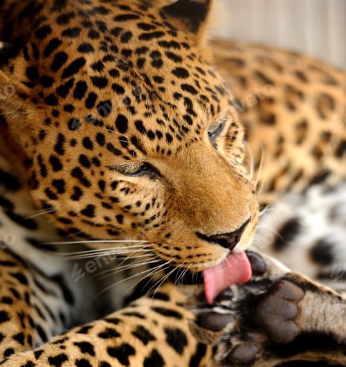 Preview: Leopard portrait