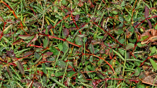 Preview: Dew Drops On Grasses - Close Up Photograph Of Many Dew Droplets On Grass And Other Plants. Filter