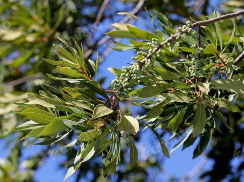 Preview: Wax Myrtle Tree Against Blue Sky - Photograph Of A Branch Of A Wax Myrtle Tree With White Berries