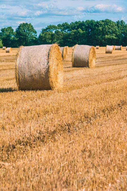 Preview: Hay bails harvesting in golden field landscape. Some green trees in background