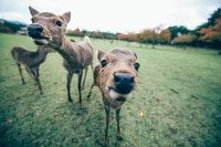 Preview: Deers and animals in Nara park, kyoto, Japan