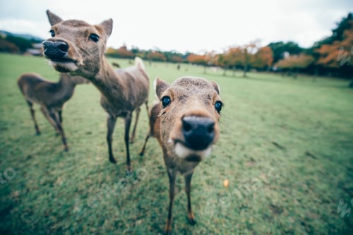 Preview: Deers and animals in Nara park, kyoto, Japan