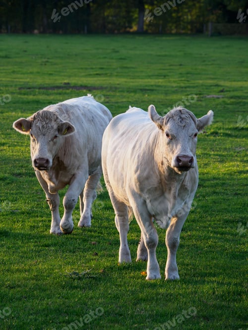 Preview: Herd of white cows grazing on the pasture in Westphalia, Germany