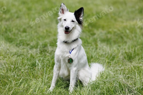 Preview: Portrait of a white Swiss Shepherd with medals and awards on the green grass during a dog show.