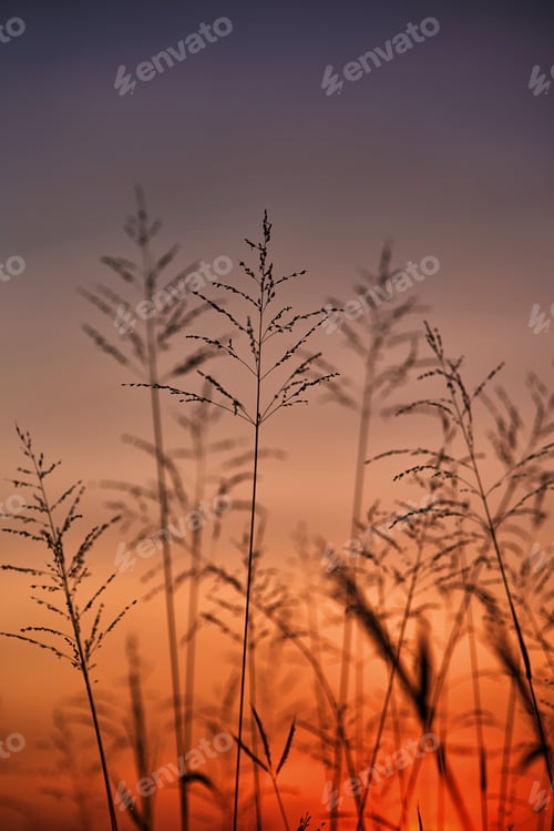 Preview: The grass with the orange sky of sunset