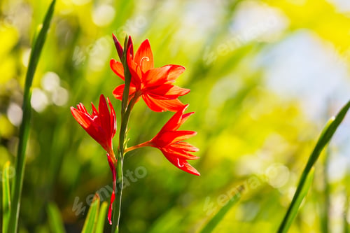 Preview: Flower